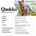 Quokka