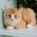 red cat