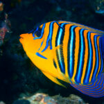 regal angelfish