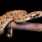 reptile