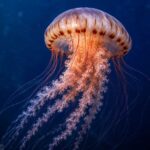 sea nettle