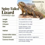 Spiny-Tailed Lizard
