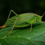 sword-tailed katydid