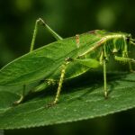 tall katydid