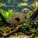 Uaru_Cichlid_1