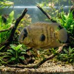 Uaru_Cichlid_2