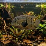 Uaru_Cichlid_3