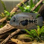 Uaru_Cichlid_4