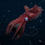 Vampire_Squid_1