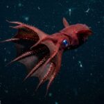 Vampire_Squid_3