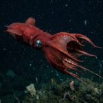 Vampire_Squid_4