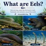 what are eels