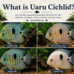 what is uaru cichlid