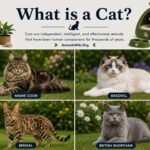 what is a cat