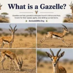 what is a gazelle