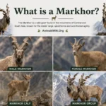 what is a markhor