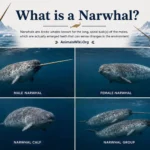 what is a narwhal