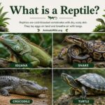 what is a reptile