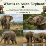 what is an asian elephant