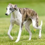 whippet dog