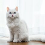 white persian cat
