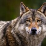 wild animal grey wolf