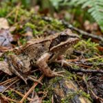 Wood_frog_1