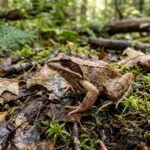 Wood_frog_3