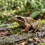 Wood_frog_4