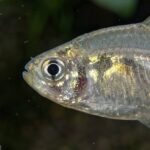X-Ray_Tetra_1