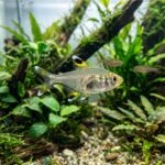 X-Ray_Tetra_3