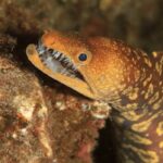 Yellow morey eel