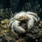 Yeti_Crab_1