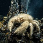 Yeti_Crab_2