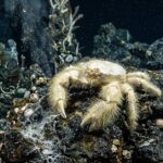 Yeti_Crab_3