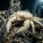 Yeti_Crab_4