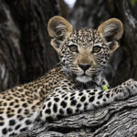 young leopard cub