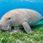 Dugong