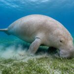 dugong animal