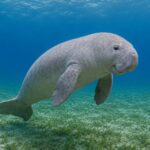 large baby animal