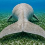 dugong tail
