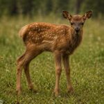 elk calf