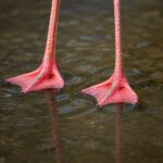 flamingo feet
