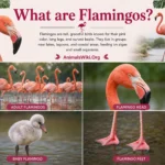 what are flamingos