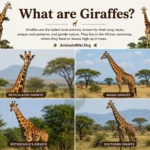 What are Giraffes