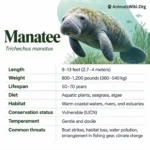Manatee