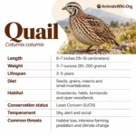 Quail