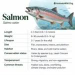 Salmon
