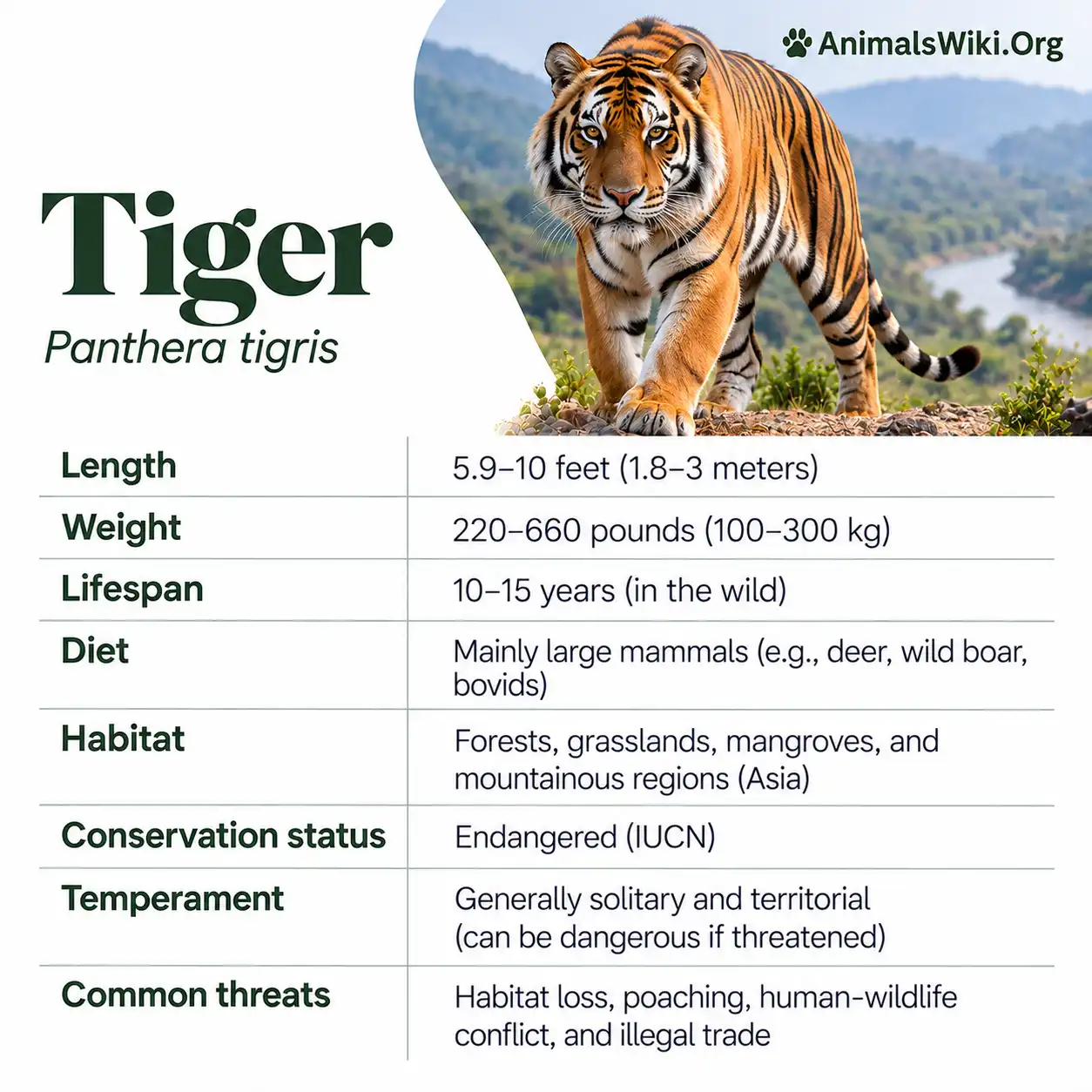 Tiger