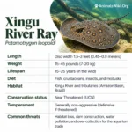 Xingu River Ray